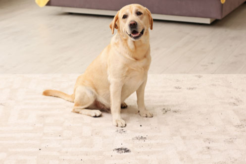 Carpet Spills | Concept Flooring